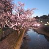 柿川夜桜閑話　2　癒やしの光を提供する人たち