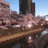 柿川夜桜閑話　1　サクラ祭り開催中12日まで