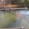 柿川夜桜閑話　79 　咲きました！