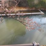 柿川夜桜閑話　79 　咲きました！