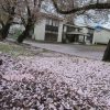 柿川夜桜閑話 82  春の雨花落ちて
