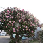 柿川夜桜閑話　102　さくらの芽