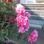 柿川夜桜閑話　114  牡丹　崩れる
