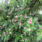 柿川夜桜閑話　119　べにうつぎ