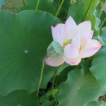 柿川夜桜閑話 123　自然ファースト或いは蓮華宝珠
