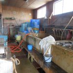 柿川夜桜閑話　128　北海道　帆立三昧